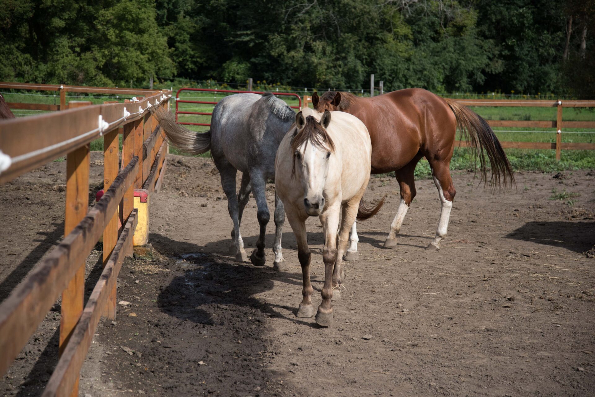 three-horses-of-different-colors-walking-together-in-outdoor-paddock