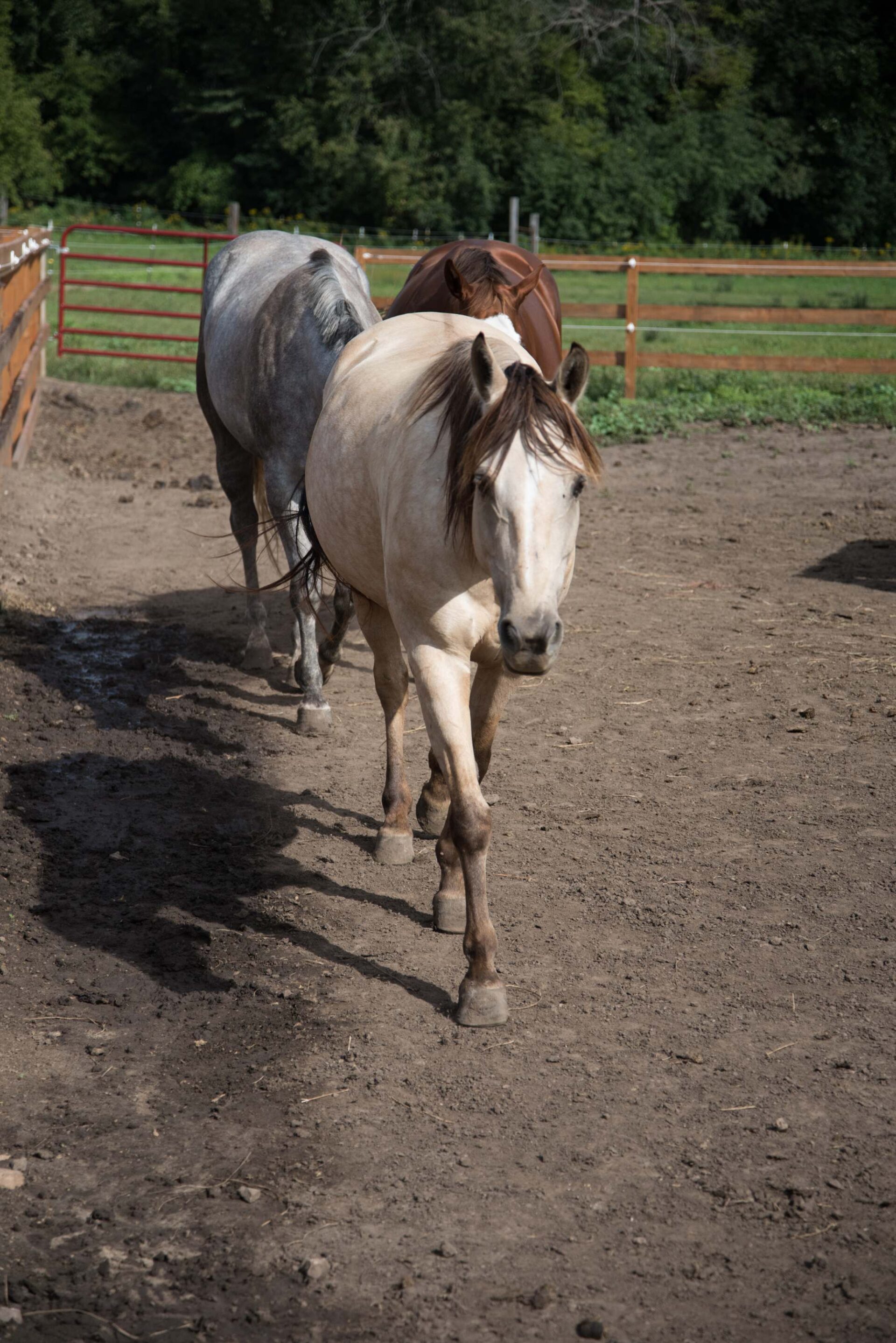 three-horses-of-various-colors-walking-in-a-row-in-dirt-paddock