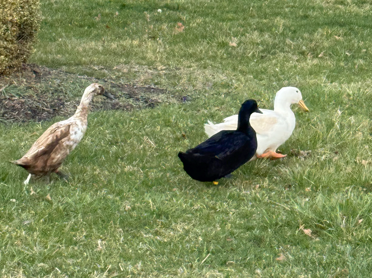 three-ducks-spotted-brown-white-black-grassy-lawn-outdoor-scene