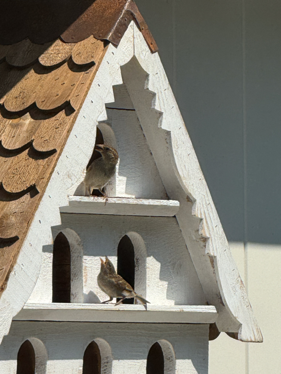 two-birds-perched-on-a-wooden-birdhouse-with-a-shingled-roof-positioned-in-different-openings-of-the-birdhouse