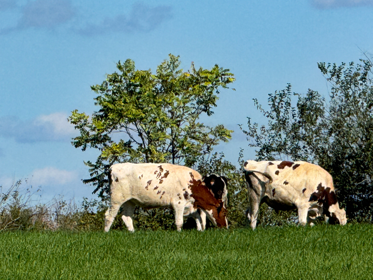 two-brown-and-white-holstein-cows-grazing-in-green-pasture-with-tree-and-clear-blue-sky-background