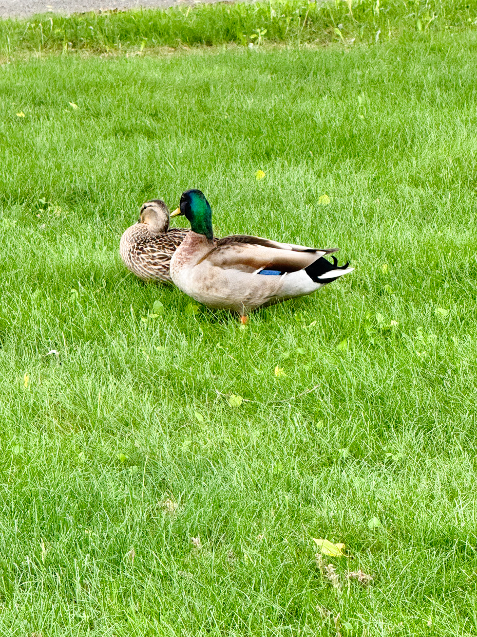 two-ducks-sitting-in-grass-artist-reference-photos