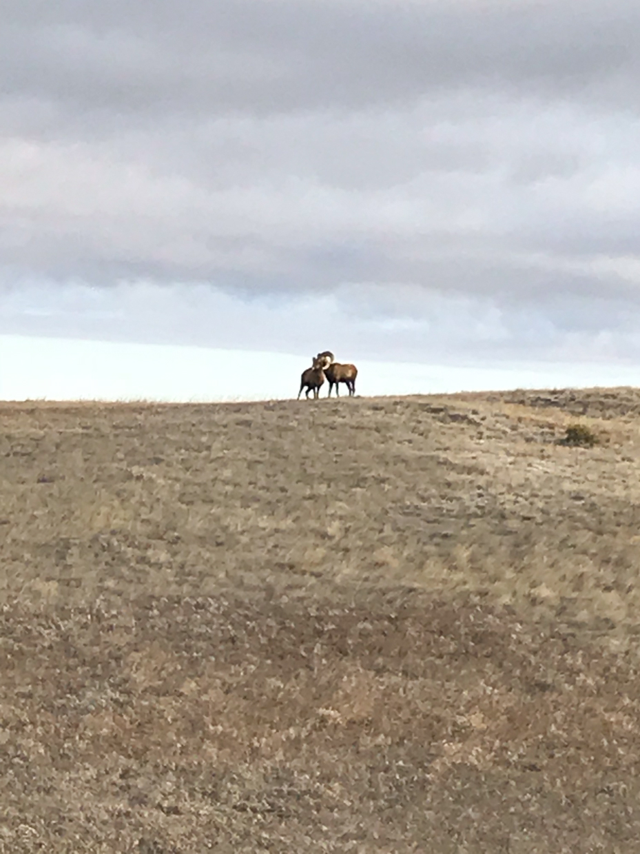 two-wild-horses-grazing-barren-hilltop-overcast-sky-dry-prairie-landscape-western-usa-royalty-free-artist-reference-photo