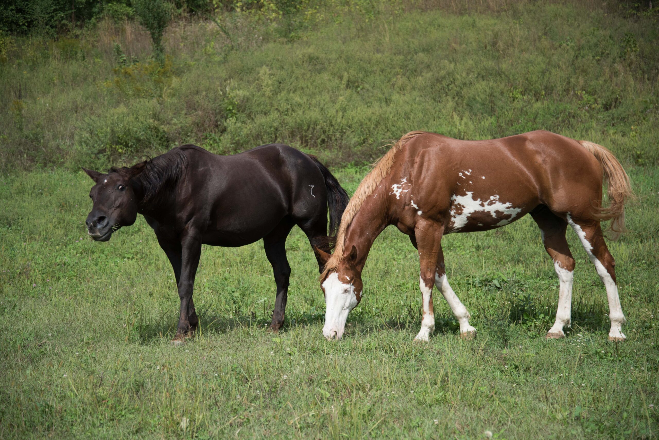 Two horses, a dark brown one and a brown and white spotted one, standing in a grassy field artist reference photo