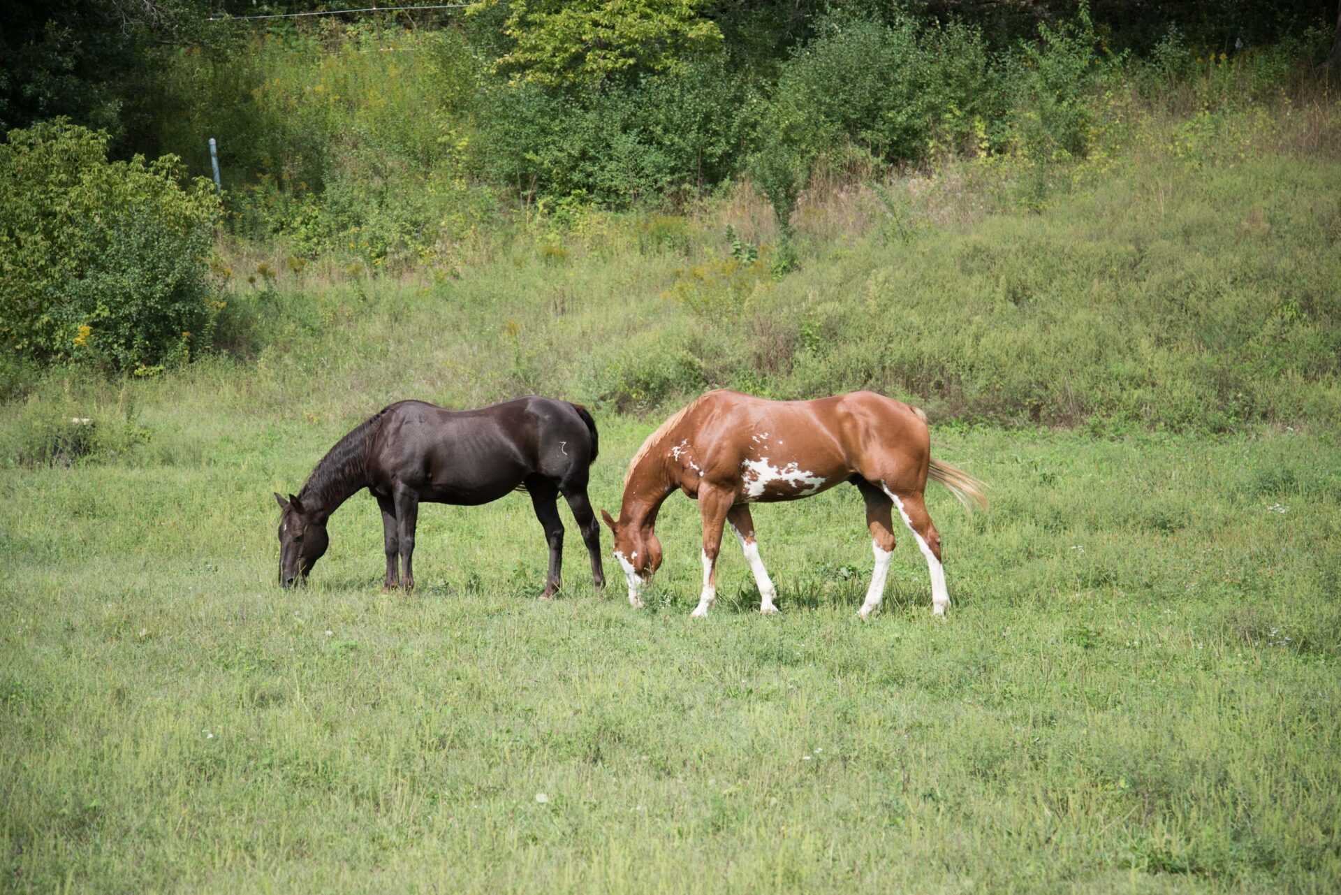 two-horses-grazing-in-a-grassy-field-one-dark-brown-and-one-light-brown-with-white-markings