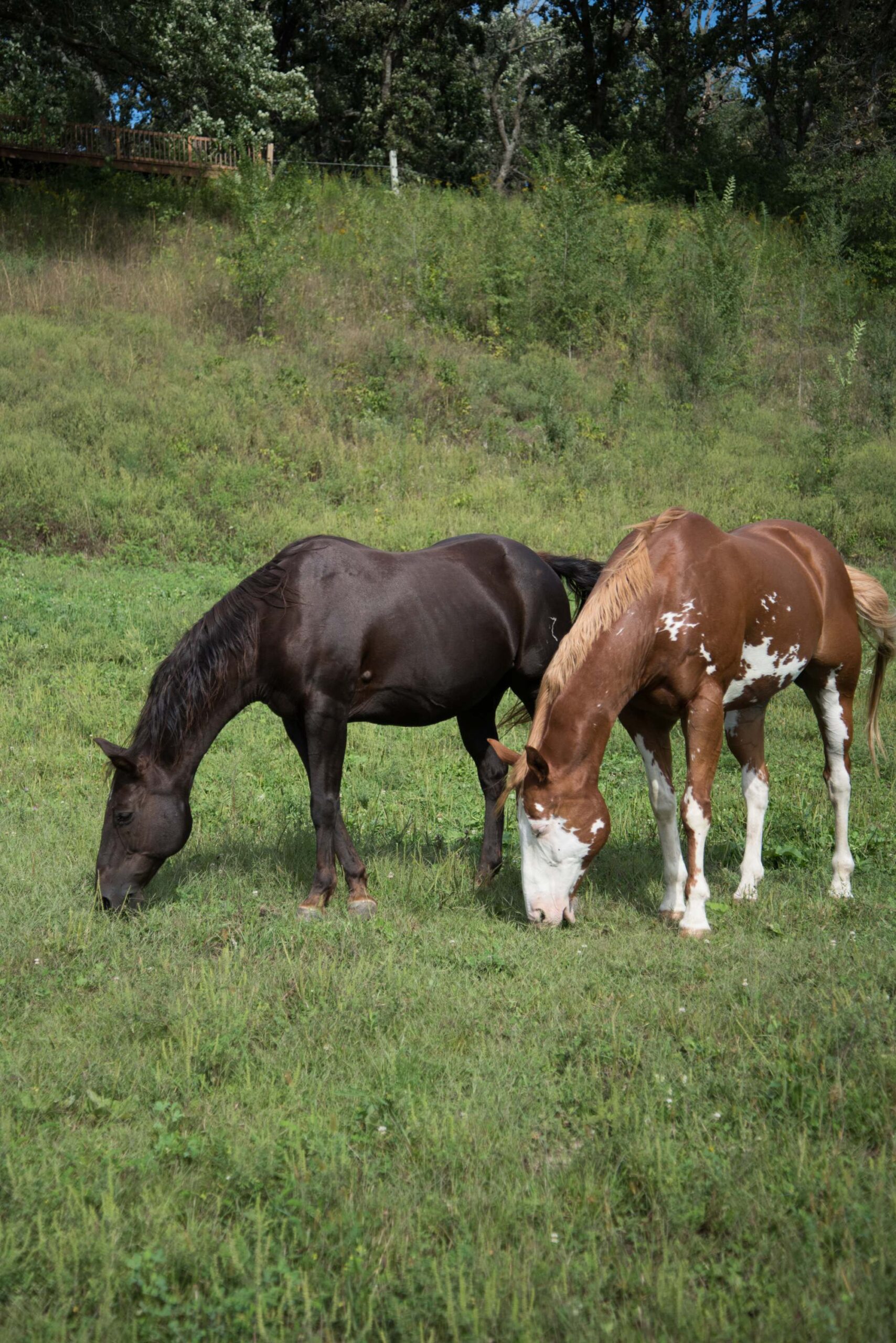 Two horses, one black and one brown and white, grazing in a grassy field near some trees artist reference photo