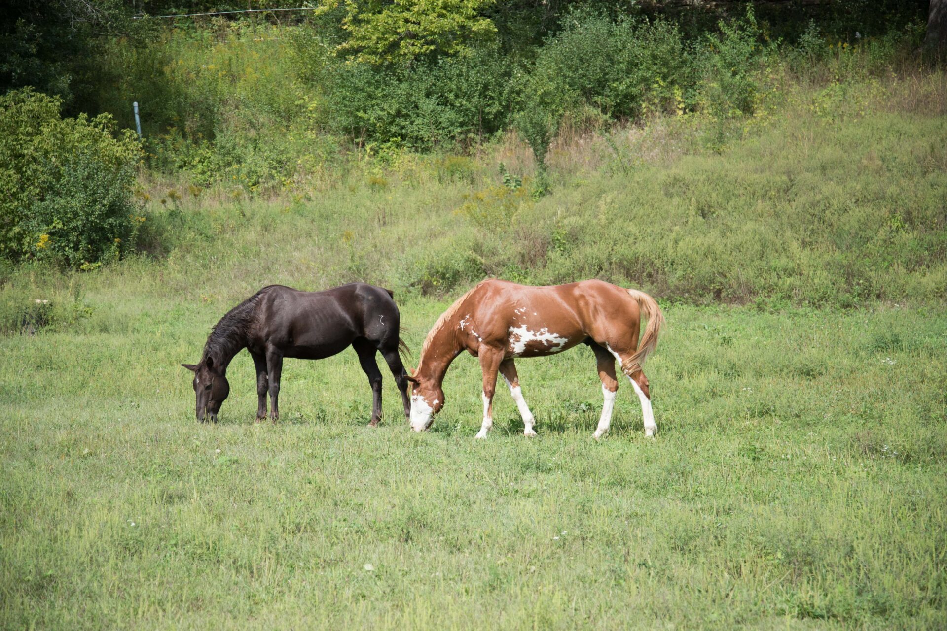 two-horses-one-dark-and-one-light-colored-with-white-markings-grazing-in-a-lush-green-field-surrounded-by-trees