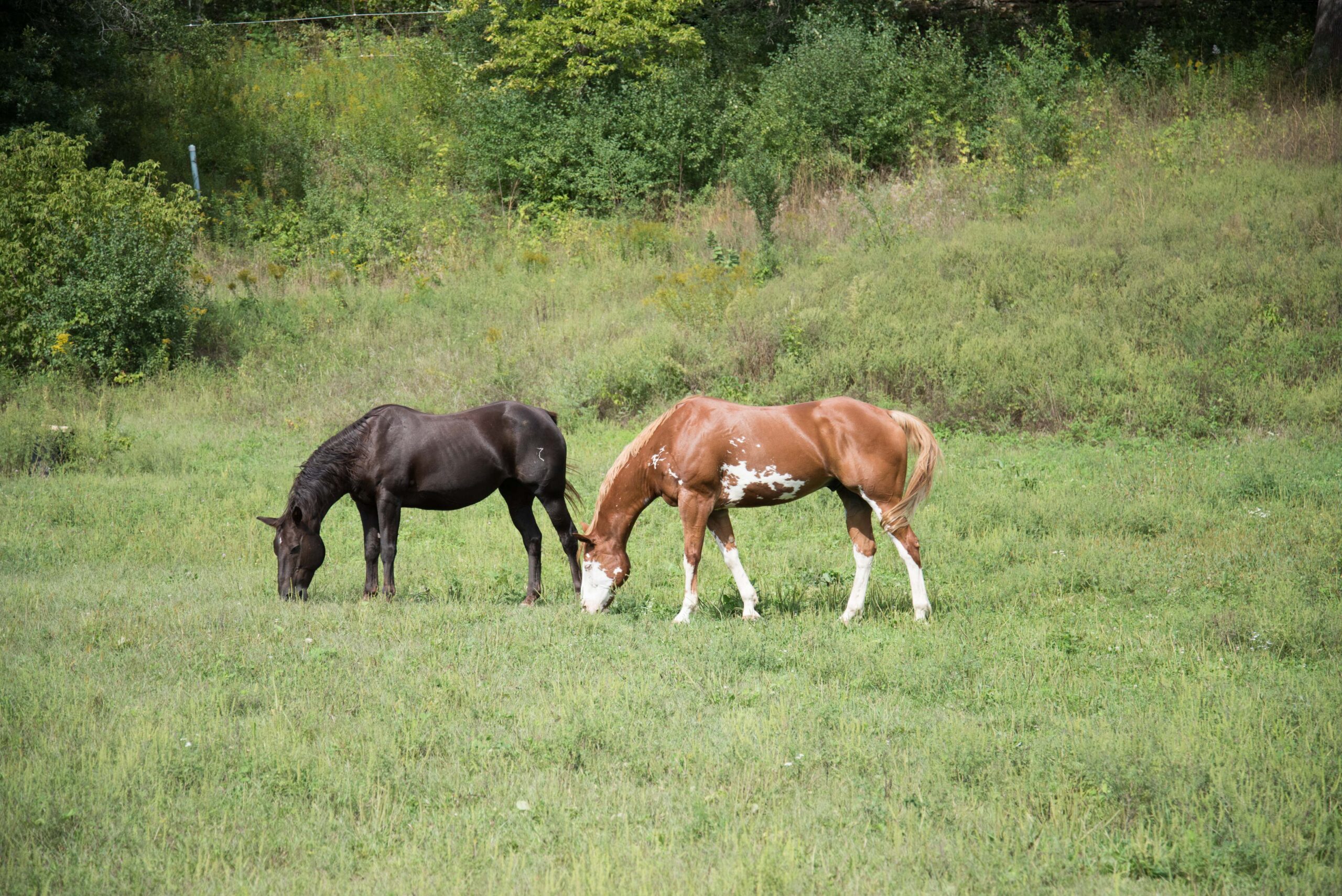 Two horses, one dark and one light colored with white markings, grazing in a lush green field surrounded by trees artist reference photo