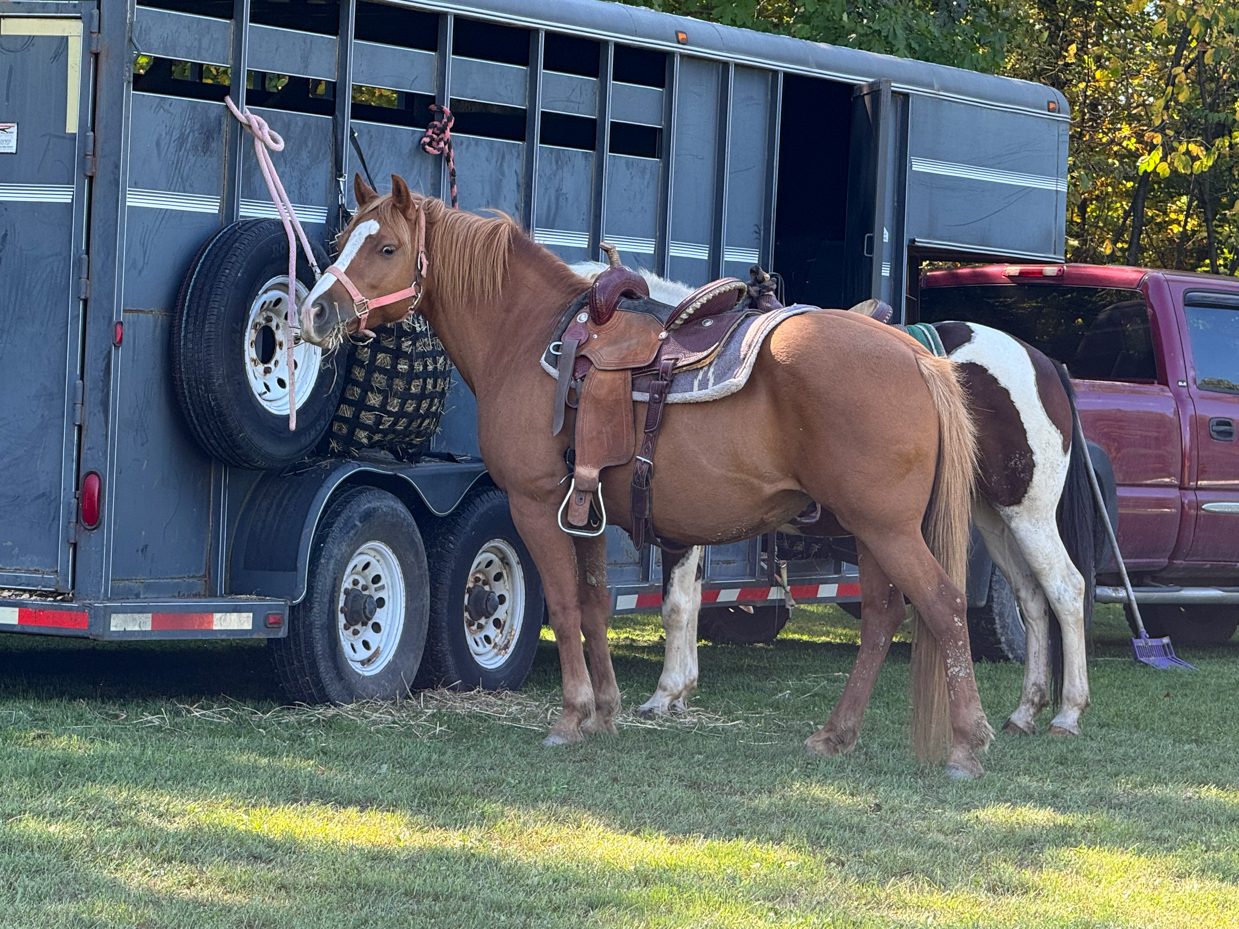 western-saddled-chestnut-horse-tied-to-trailer-stock-photo-for-equestrian-reference