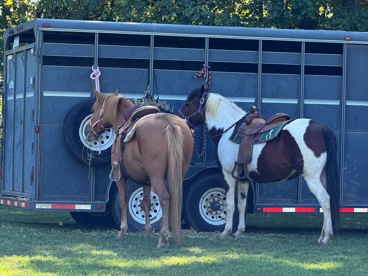 western-saddled-horses-at-horse-trailer-brown-quarter-horse-and-paint-horse-side-view-equine-reference-photo