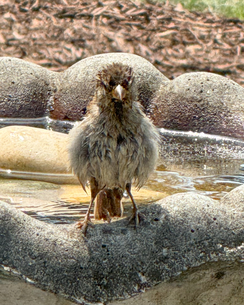 wet-sparrow-after-bath-bird-close-up-at-bird-bath-wildlife-reference-photo