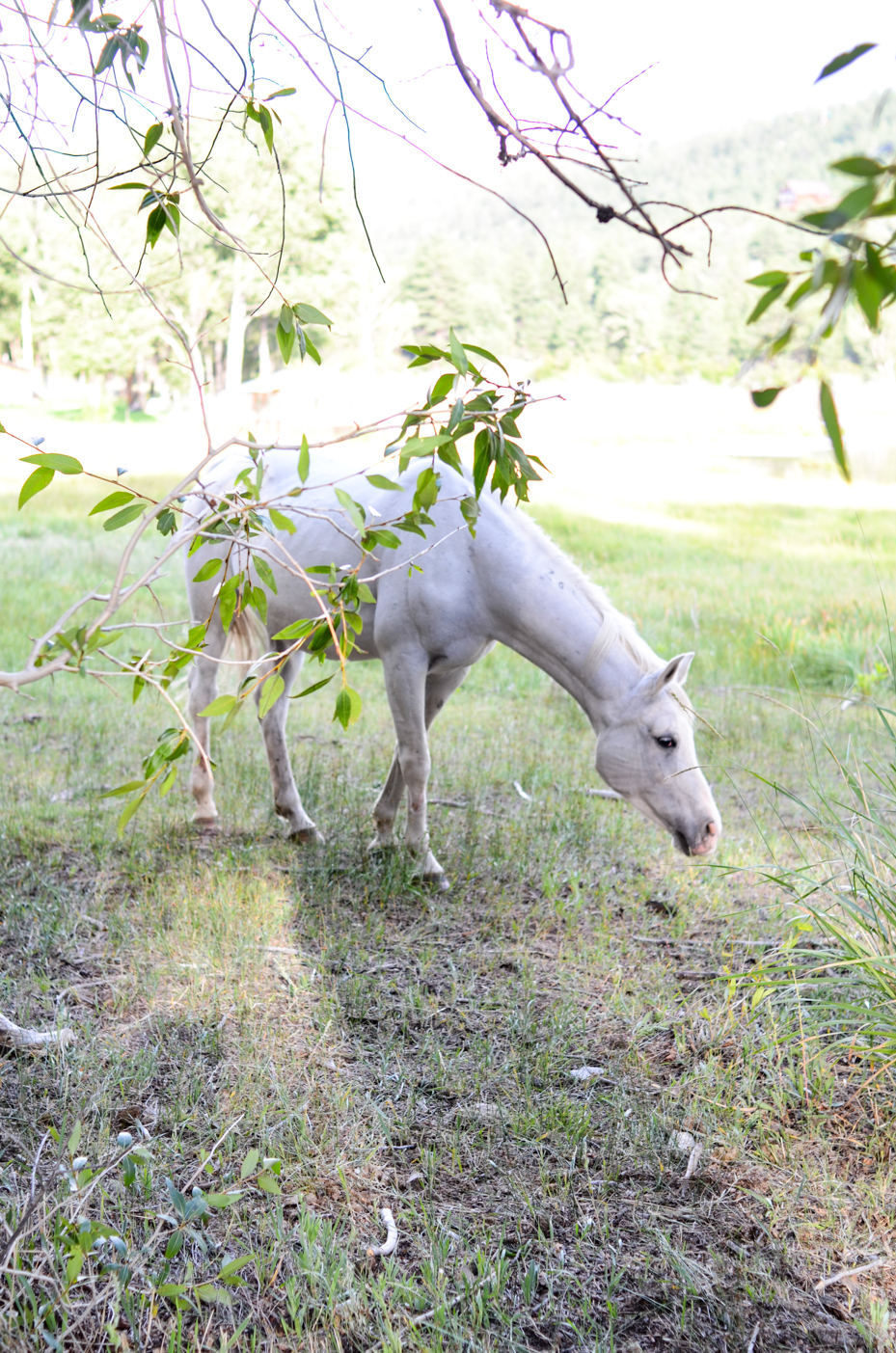 white-horse-in-field