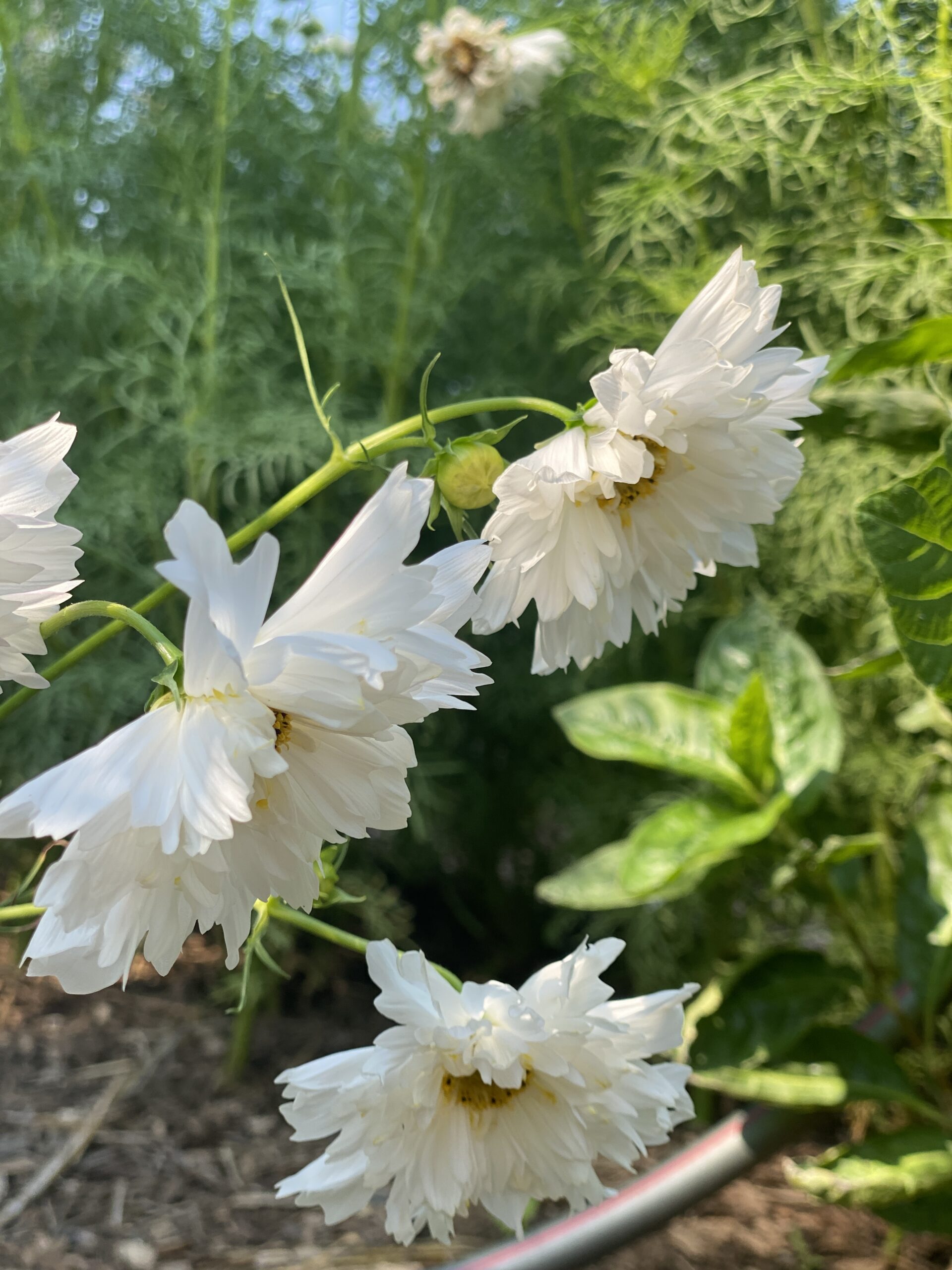 White Peony Flowers in Garden artist reference photo
