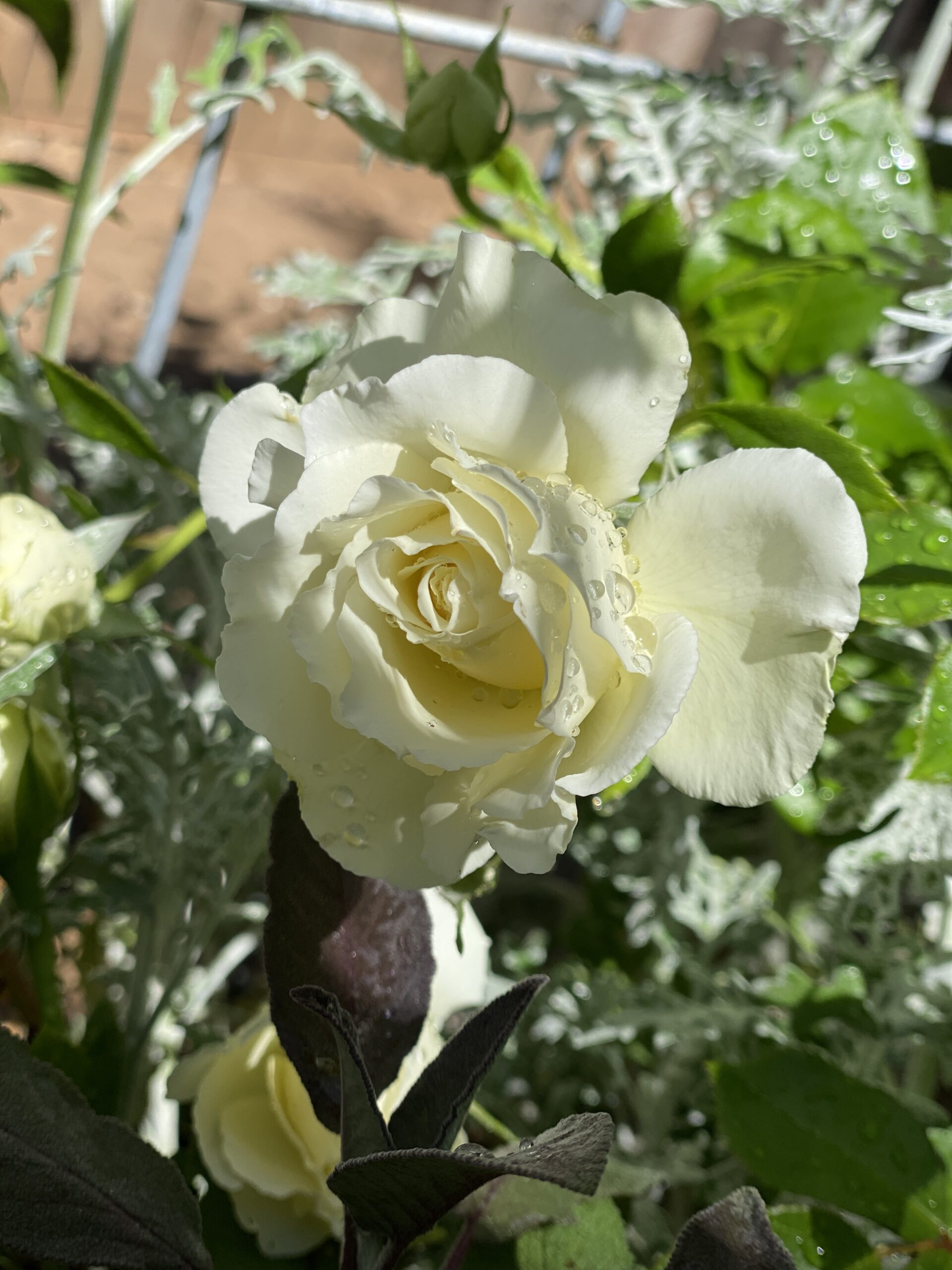 white-rose-with-dew-drops-on-dark-foliage