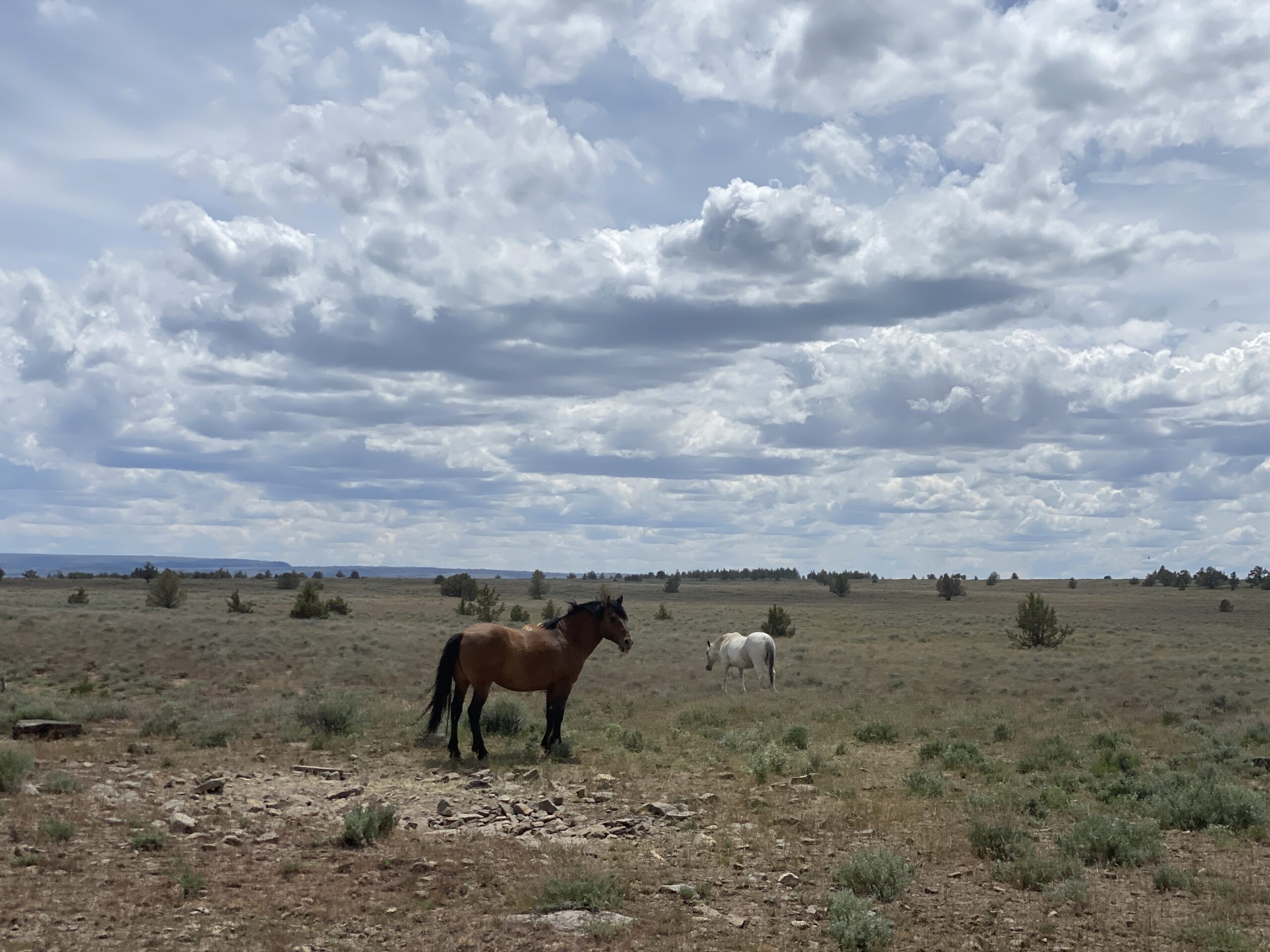 Wild Horses Grazing on Open Prairie Under Cloudy Sky artist reference photo
