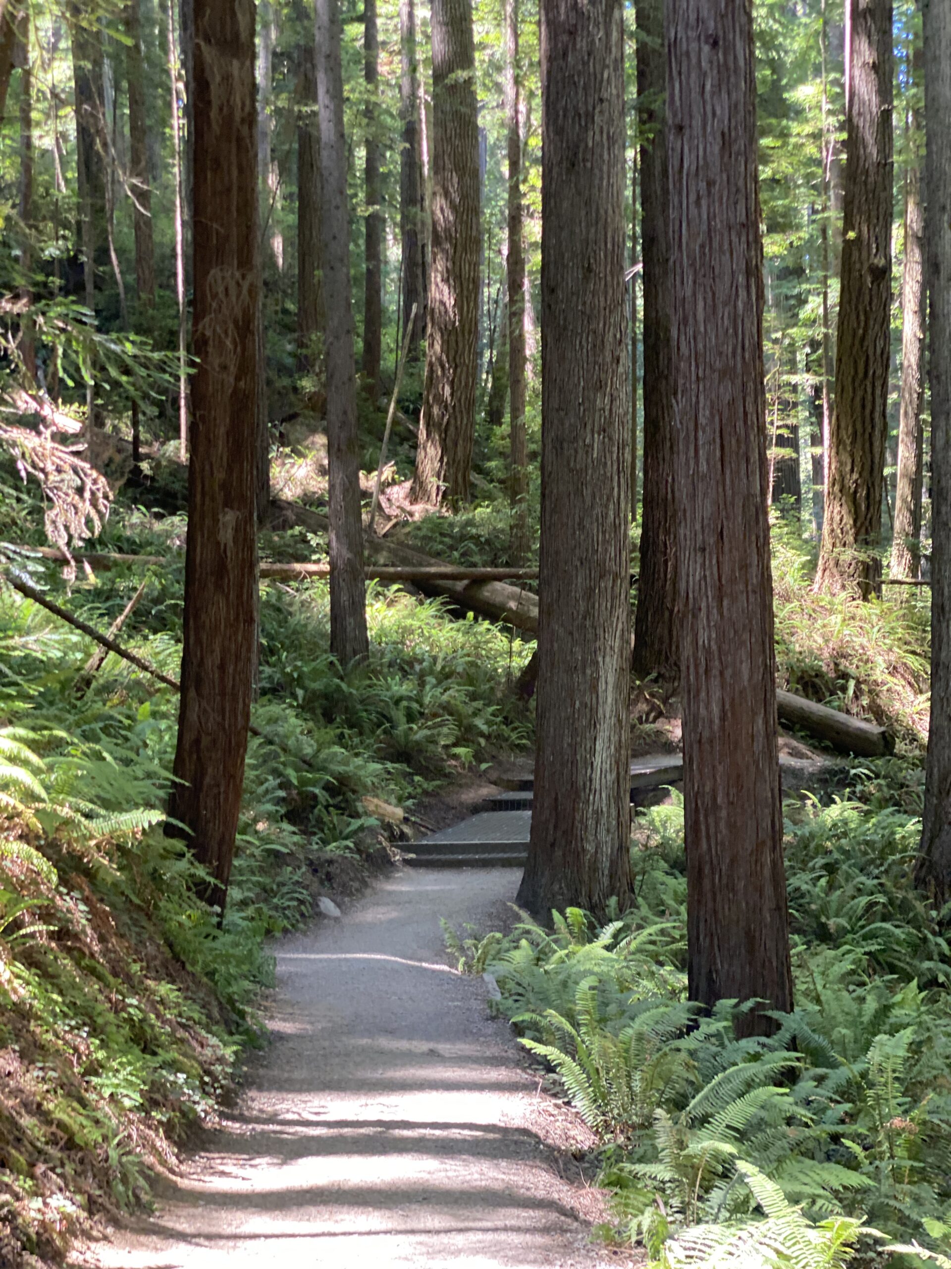 winding-path-through-redwood-forest