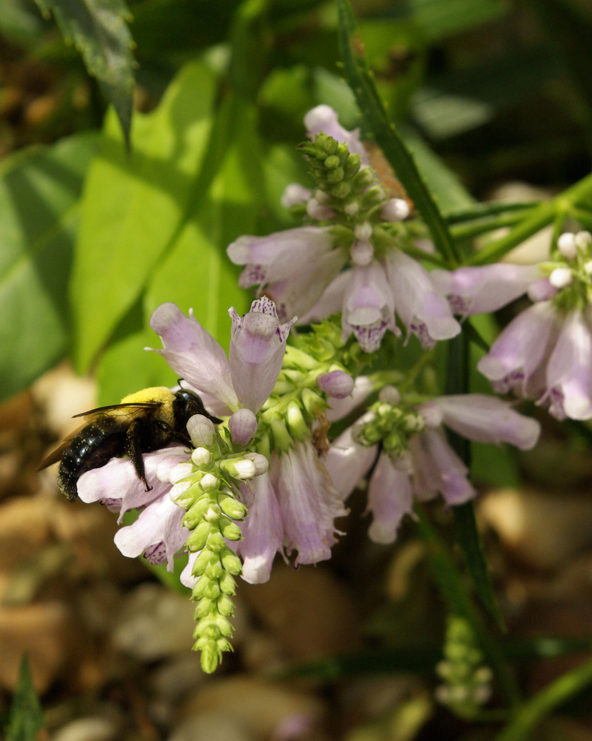 Yellow Bumblebee Obedience Plant artist reference photo