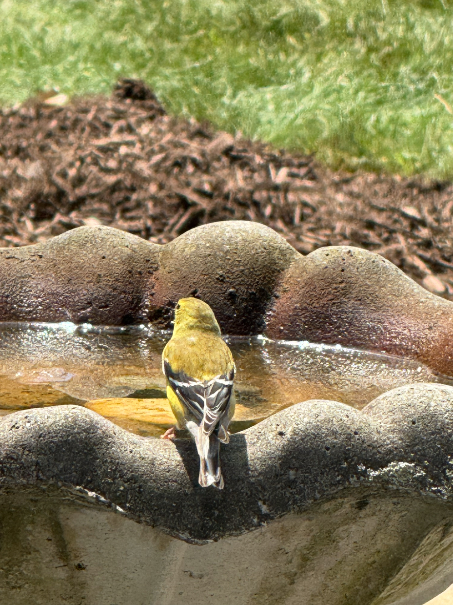 yellow-finch-facing-away-on-edge-of-stone-birdbath-in-bright-garden-royalty-free-reference-photo