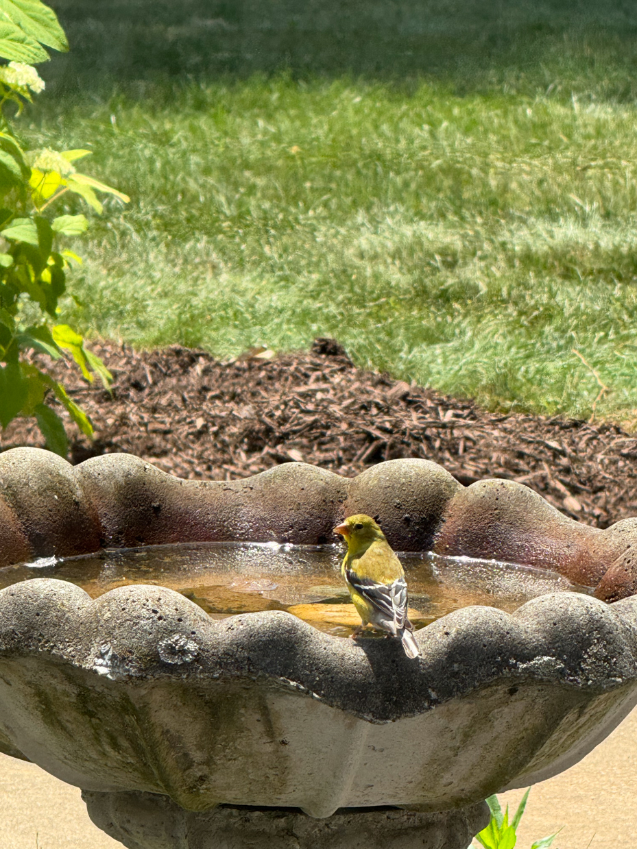 yellow-finch-perched-on-stone-birdbath-in-bright-sunlit-garden-royalty-free-reference-photo