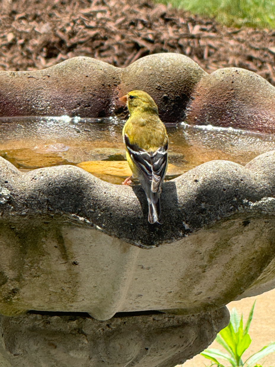 yellow-finch-perched-on-stone-birdbath-in-sunny-garden-royalty-free-reference-photo