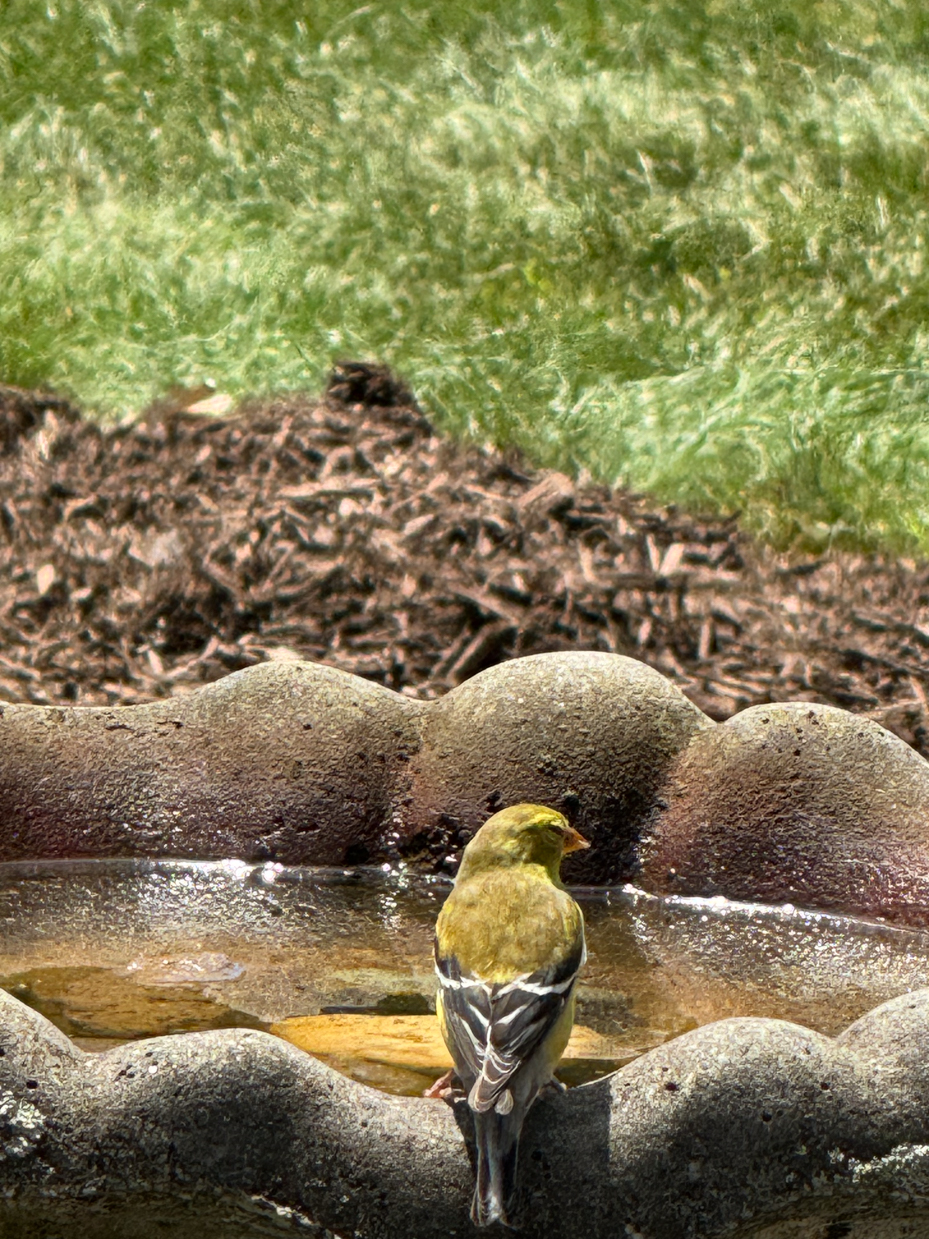 yellow-finch-resting-on-edge-of-stone-birdbath-in-sunlit-backyard-garden-royalty-free-reference-photo