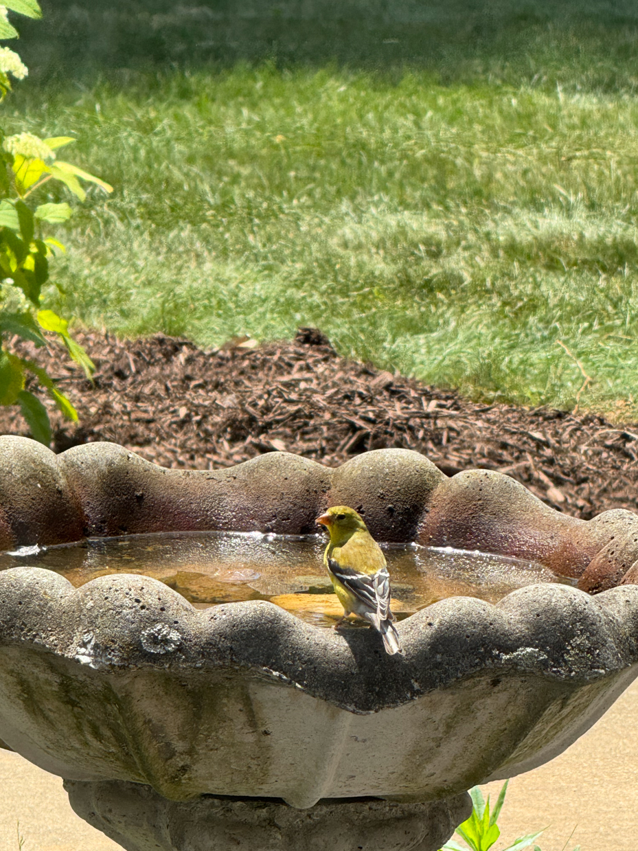 yellow-finch-sitting-on-edge-of-stone-birdbath-in-sunlit-garden-royalty-free-reference-photo