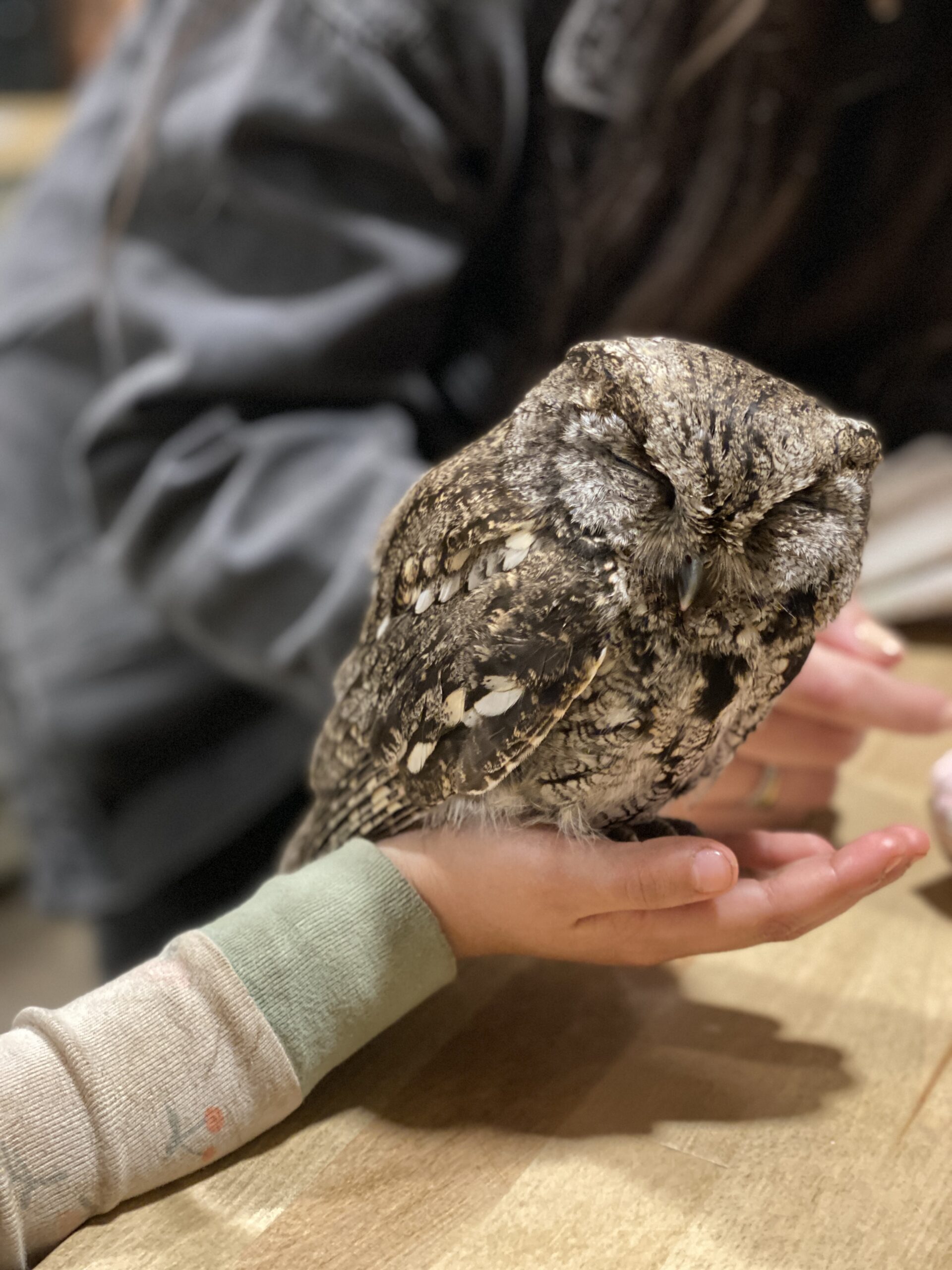 young-child-gently-holding-a-sleeping-fledgling-owlet-in-cupped-hands