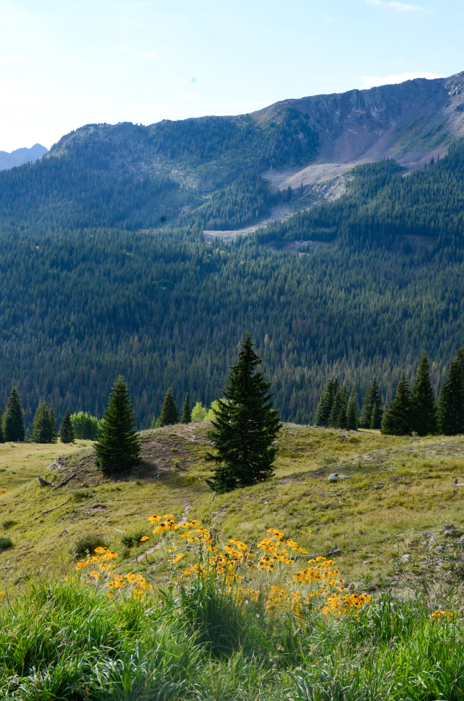 alpine-meadow-with-wildflowers-and-conifer-forest-below-rocky-mountain-peaks-royalty-free-photo