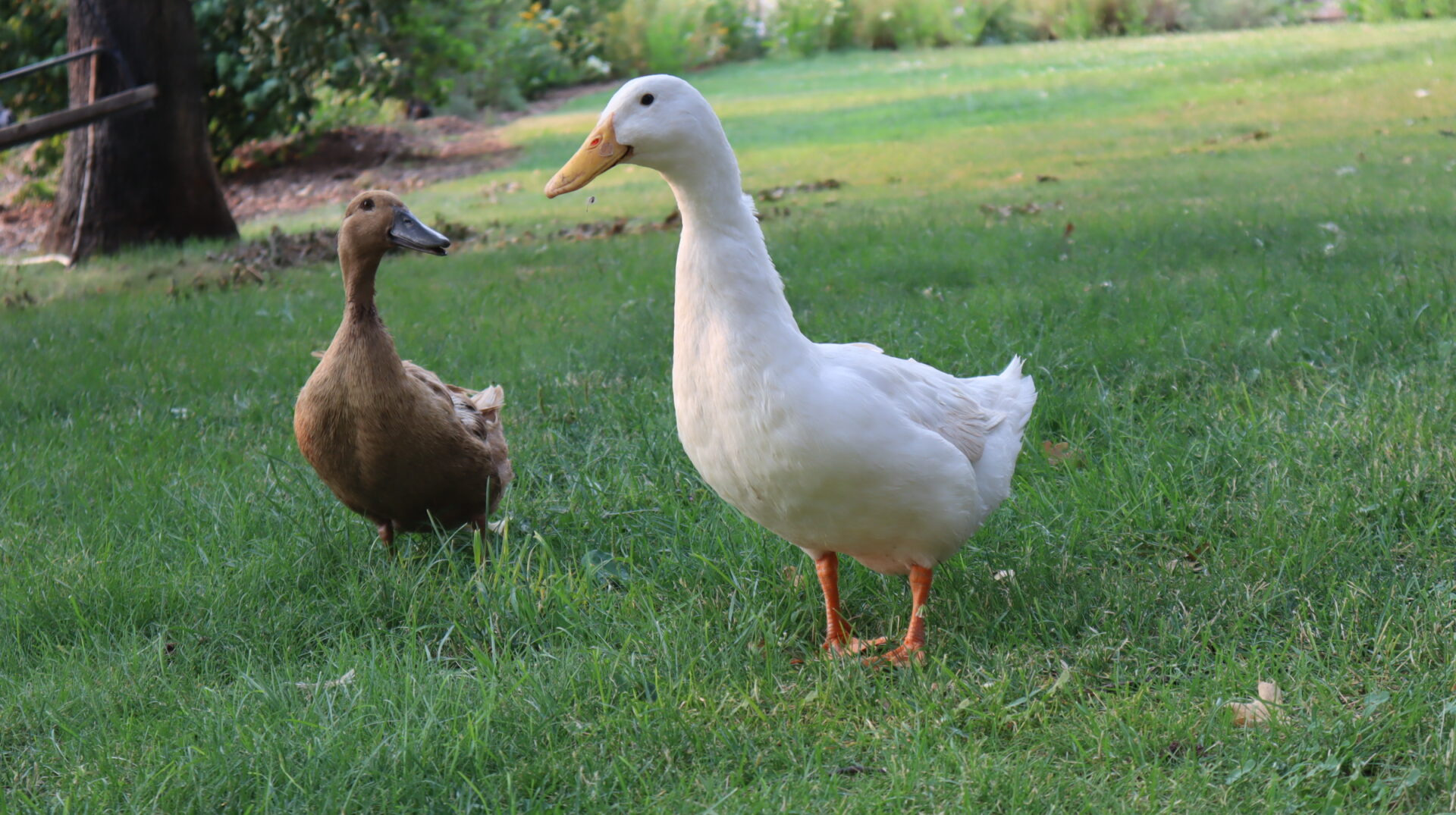 brown-and-white-ducks-standing-on-green-grass-in-backyard