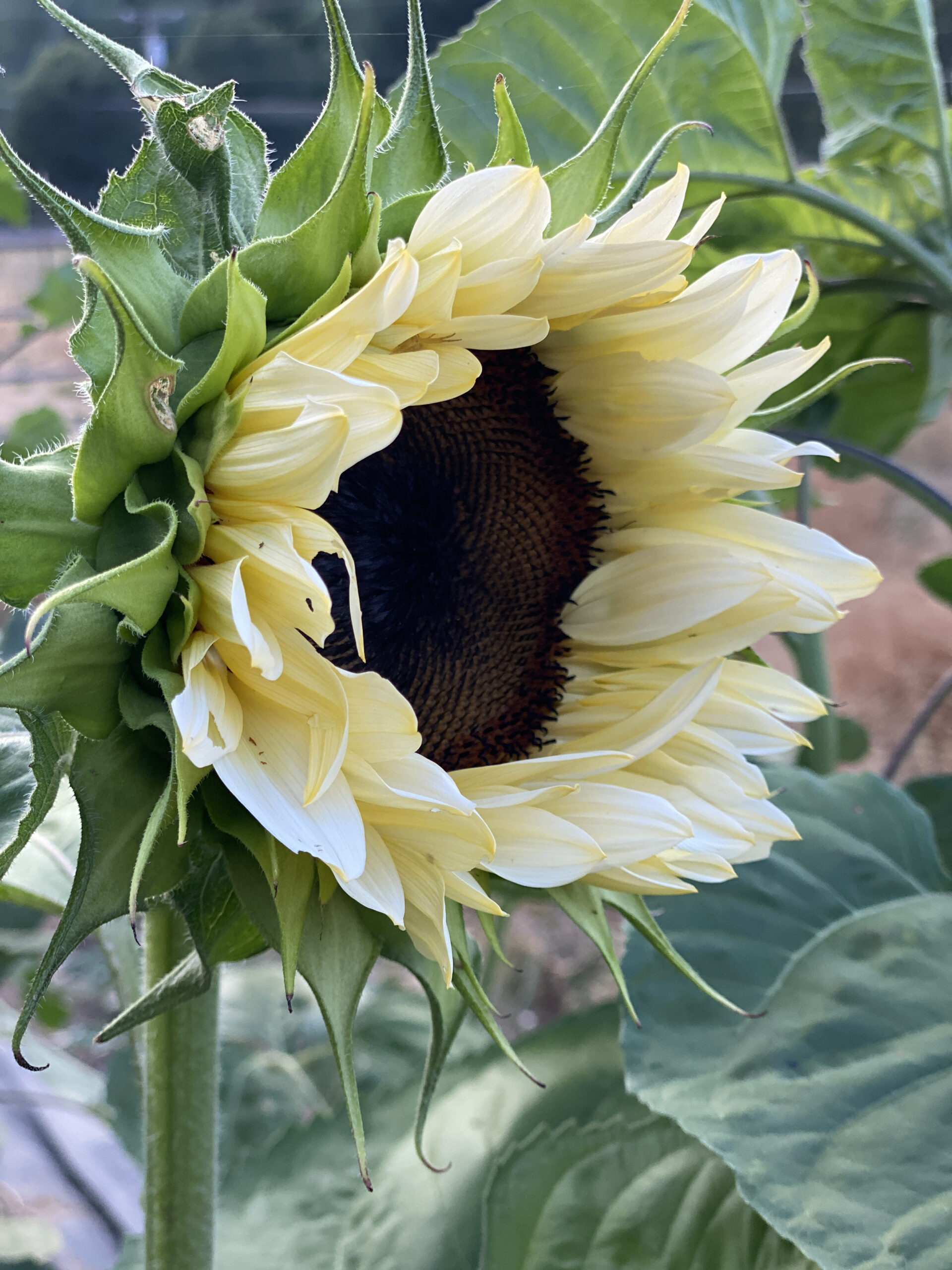 closeup of blooming sunflower with soft yellow petals and green leaves artist reference photo