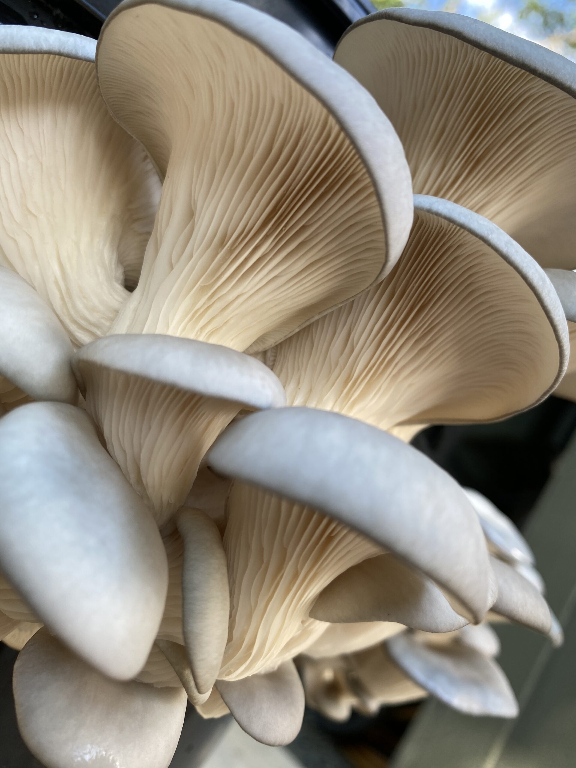 closeup of fresh oyster mushrooms with delicate gills artist reference photo