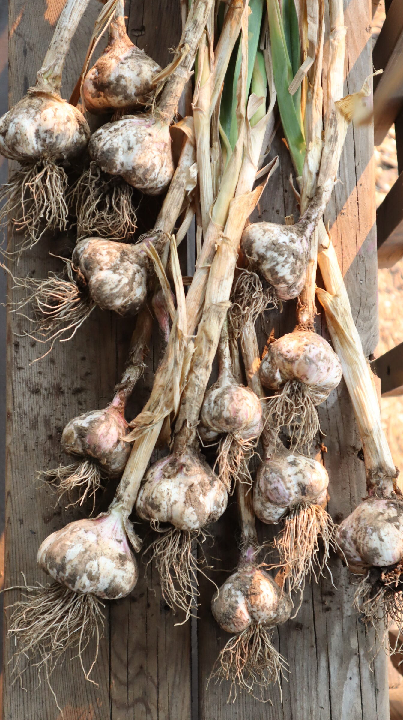 freshly-harvested-garlic-bulbs-with-roots-and-stems-drying