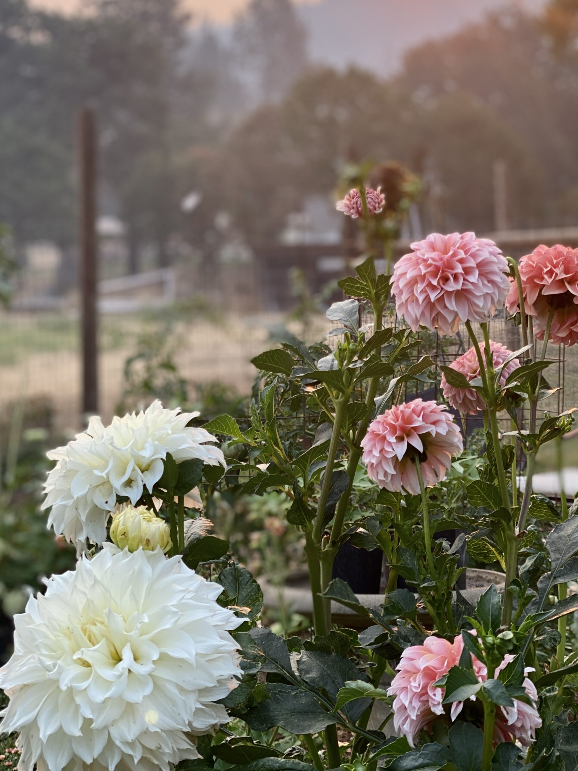 garden-of-blooming-pink-and-white-dahlias-with-soft-evening-light