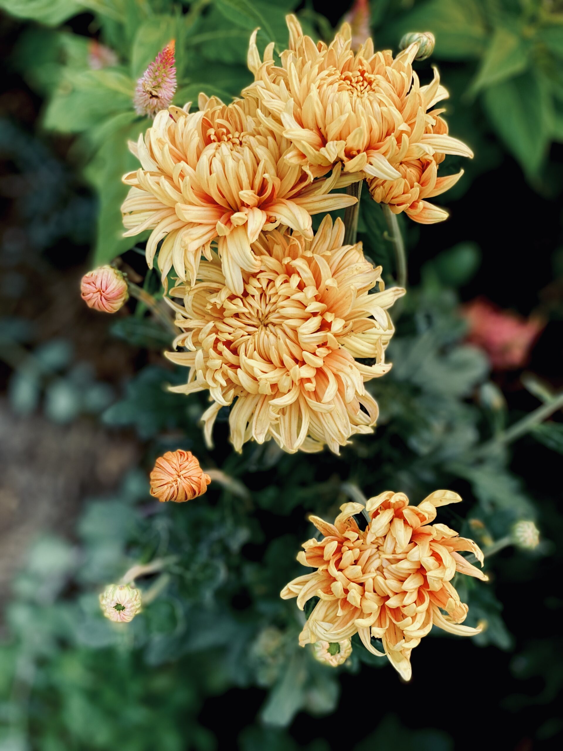 golden-orange-chrysanthemums-blooming-in-garden