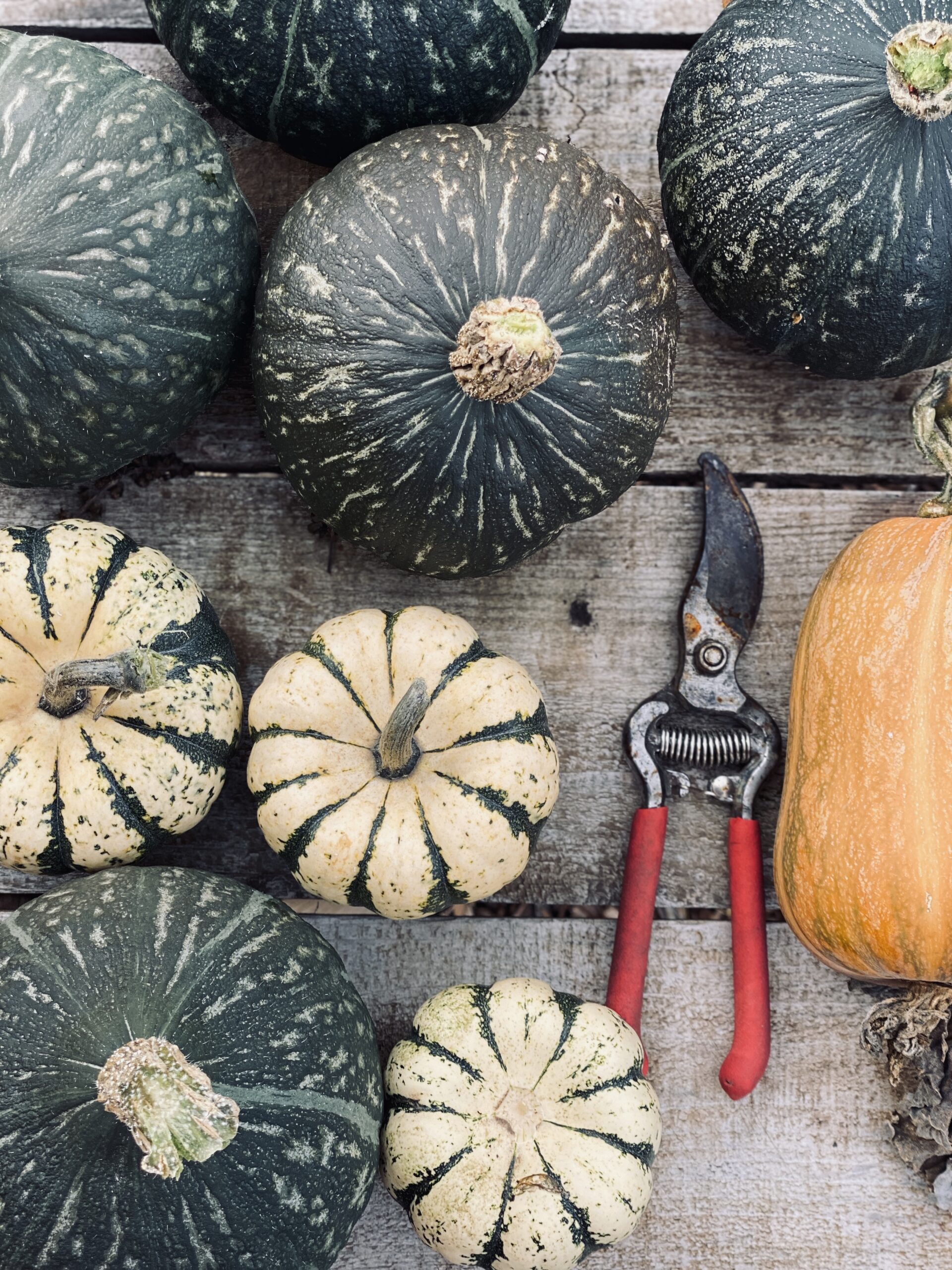 harvested-pumpkins-and-squash-with-garden-pruners-on-rustic-wooden-table