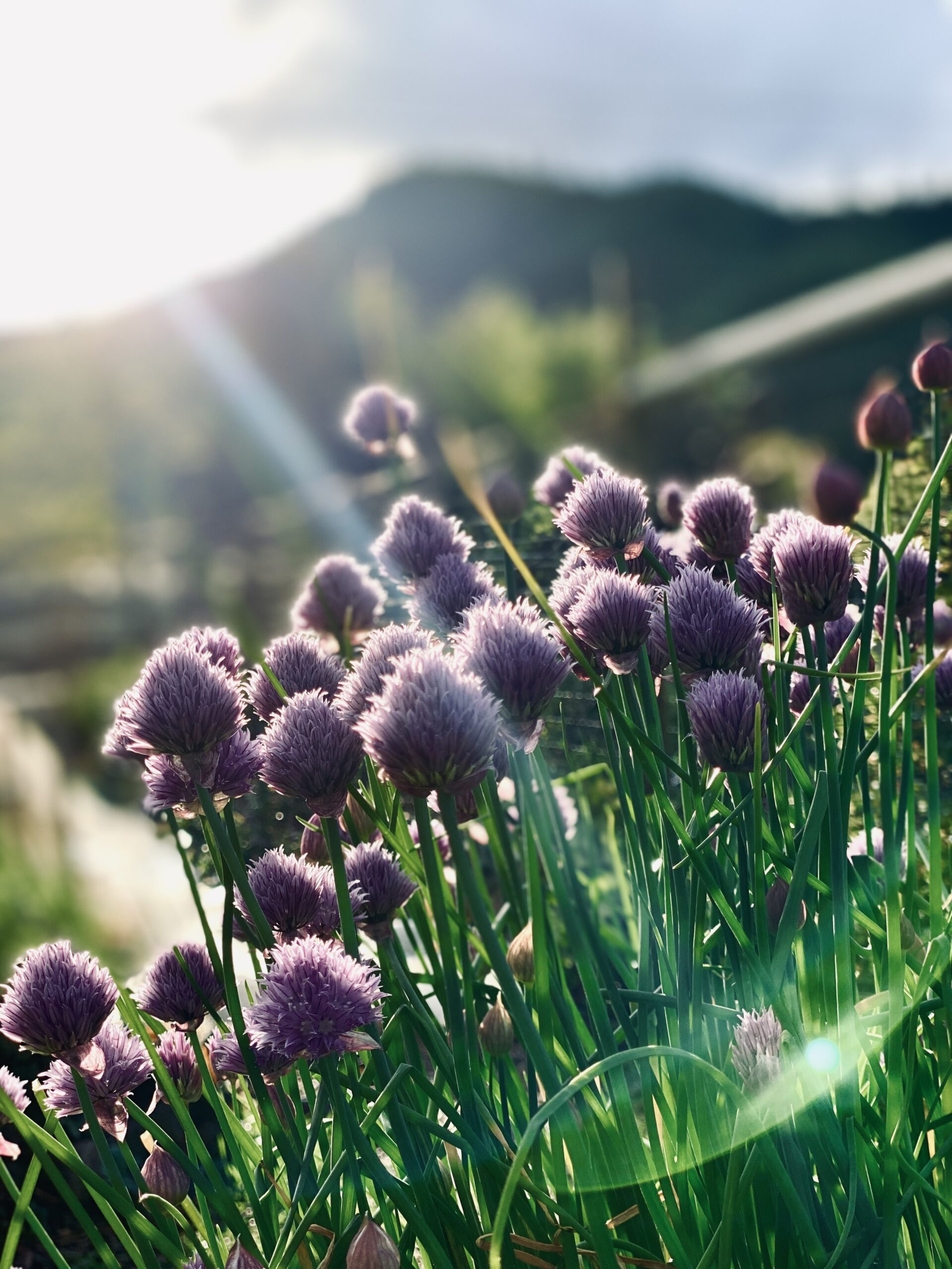 purple-chive-blossoms-in-garden-with-sun-flare-and-mountain-backdrop