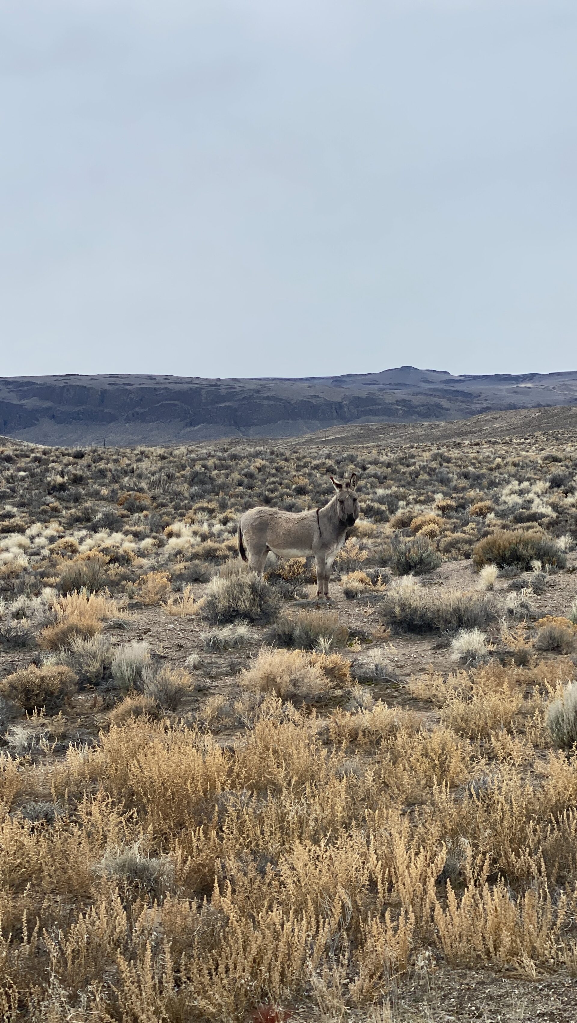 wild-donkey-standing-in-vast-desert-landscape-with-rugged-terrain