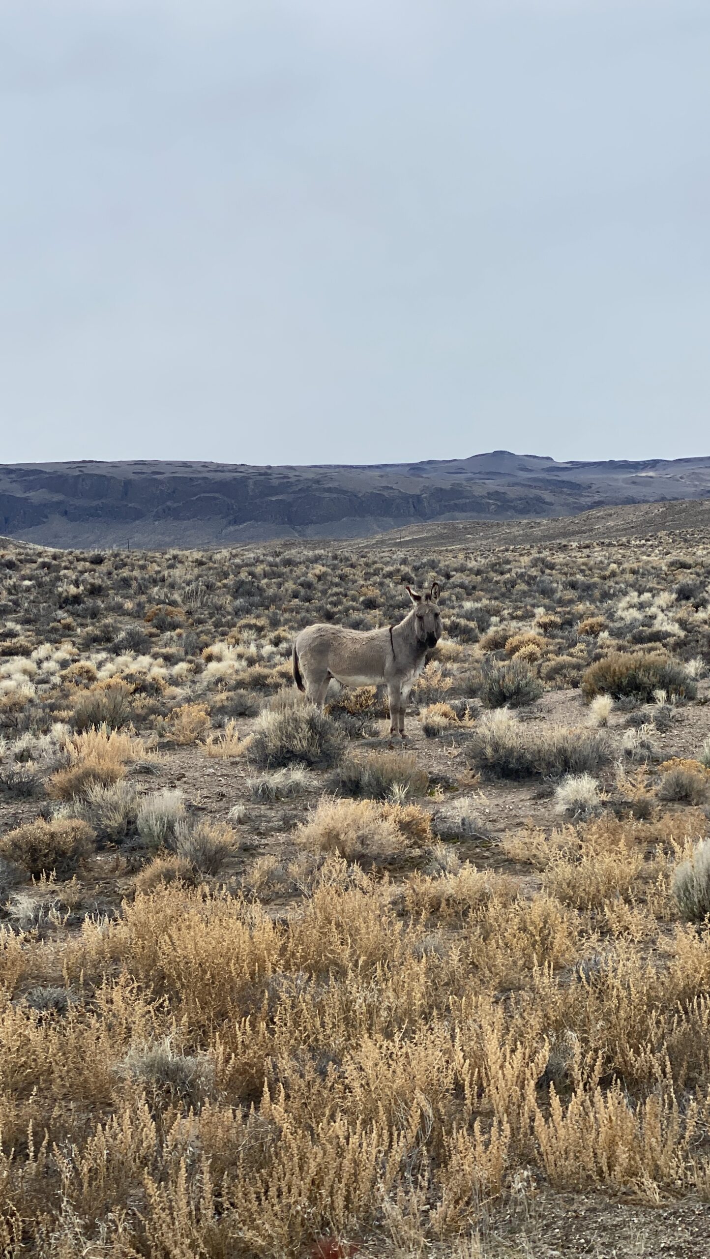 wild donkey standing in vast desert landscape with rugged terrain artist reference photo