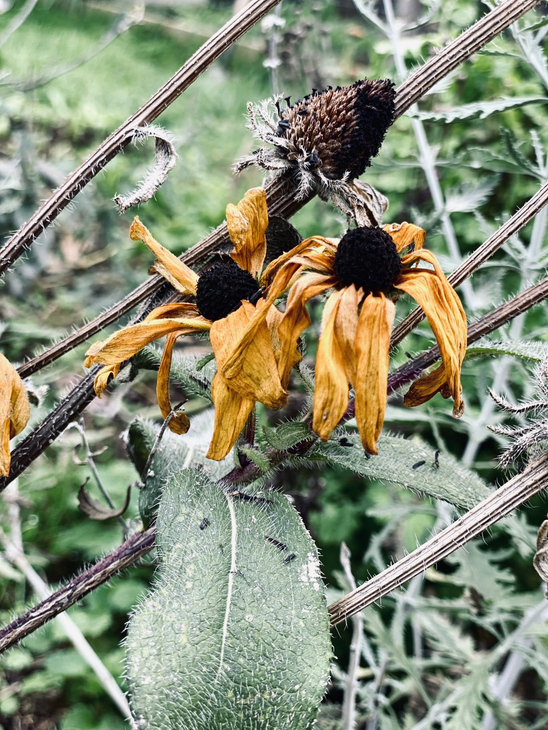 wilted black-eyed susans with dried stems and leaves in autumn garden artist reference photo