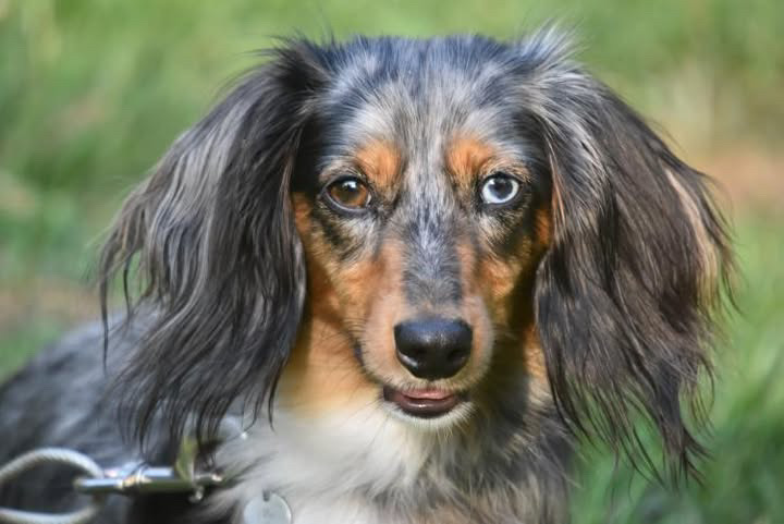 dachshund-1