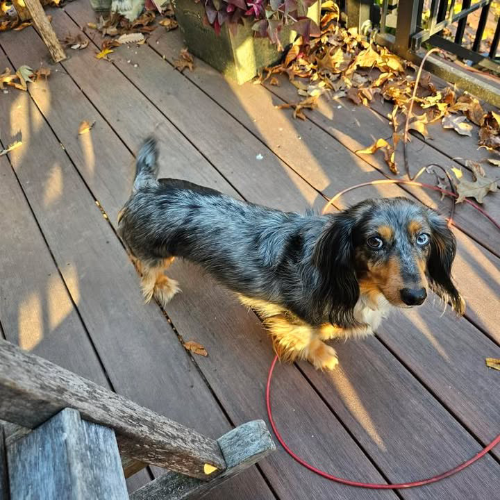 dachshund-2