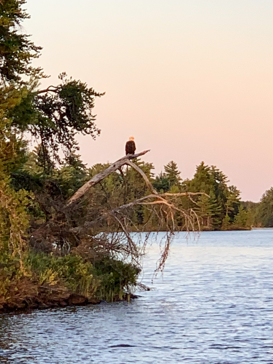 bald-eagle-perched-on-tree-overlooking-tranquil-lake-at-sunset-wildlife-and-nature-photography