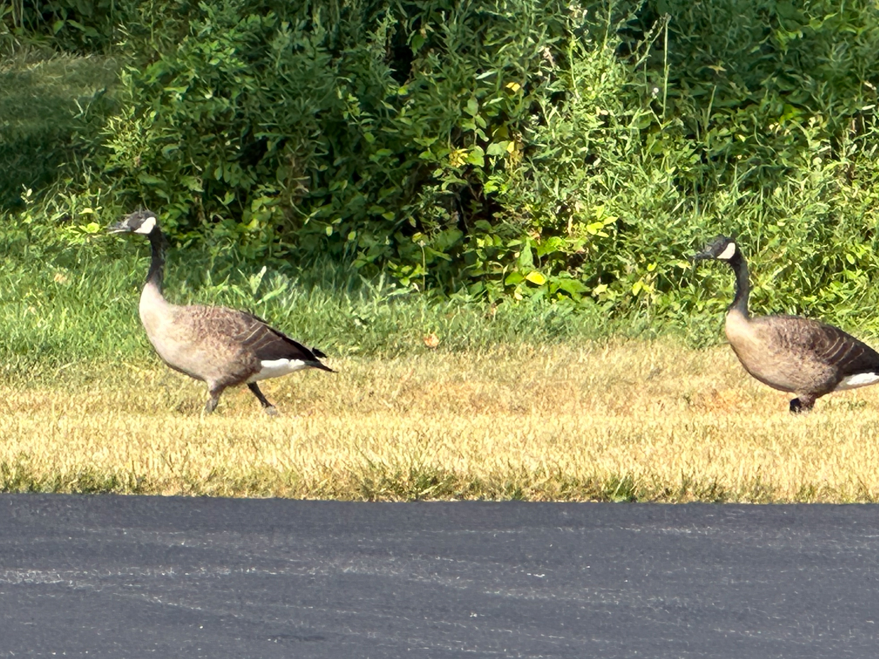 canada-geese-walking-along-a-grassy-path-wildlife-in-a-natural-habitat