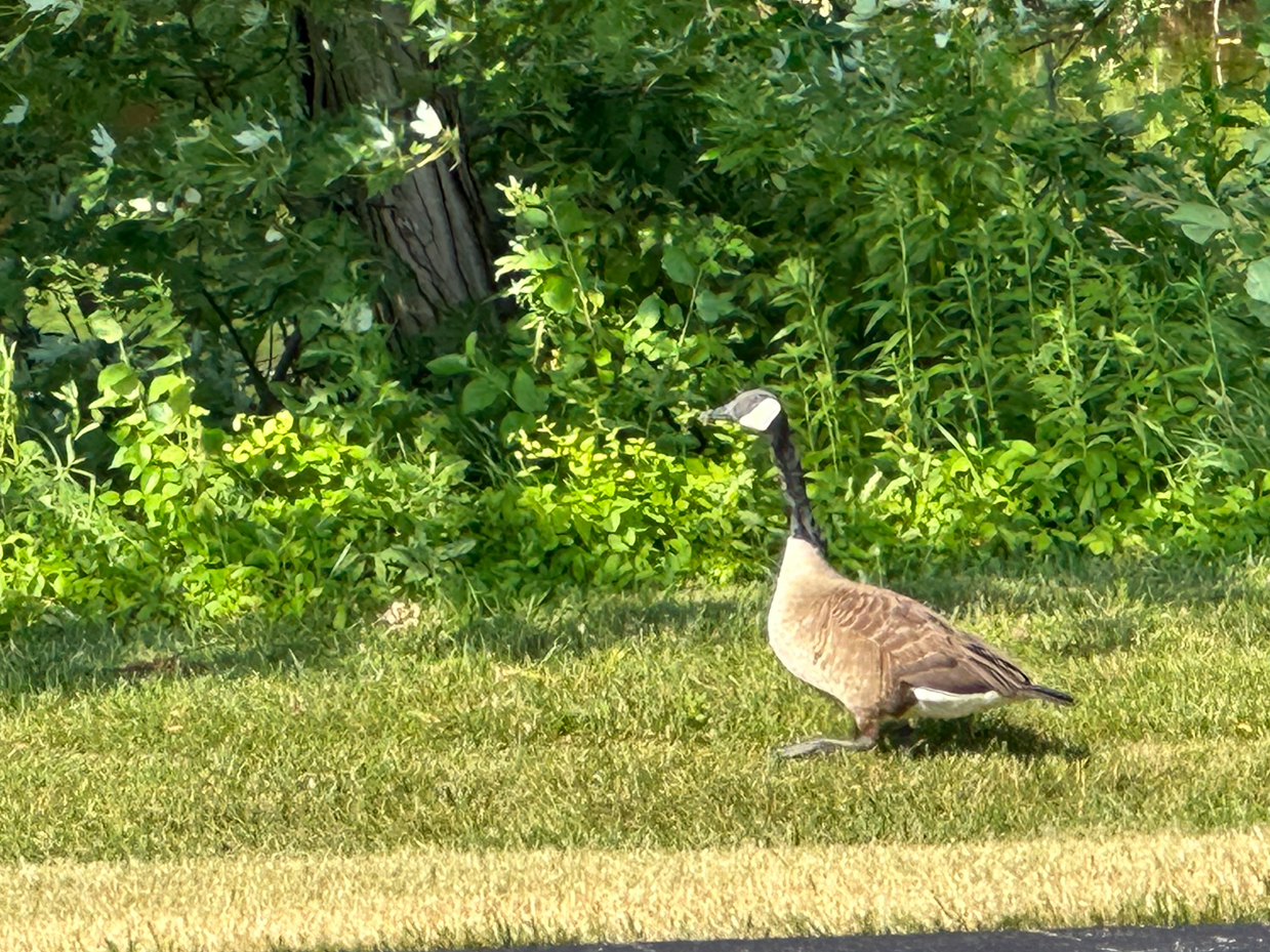 canada-goose-strolling-through-lush-greenery-a-serene-wildlife-moment