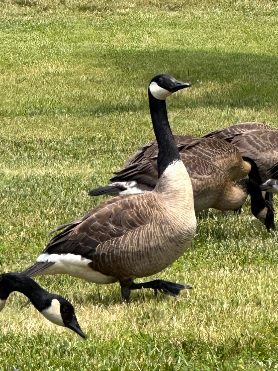 close-up-of-canada-geese-grazing-in-a-lush-green-field