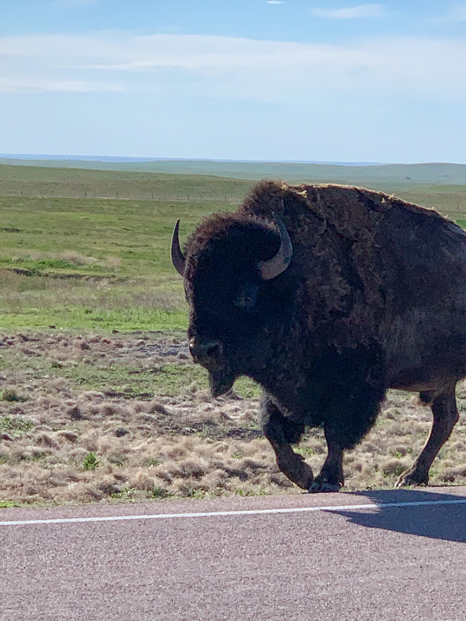 close-up-of-a-powerful-american-bison-roaming-the-plains-iconic-wildlife-photography