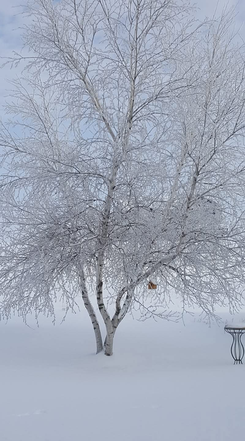 trees-in-the-snow-snowy-landscape-3