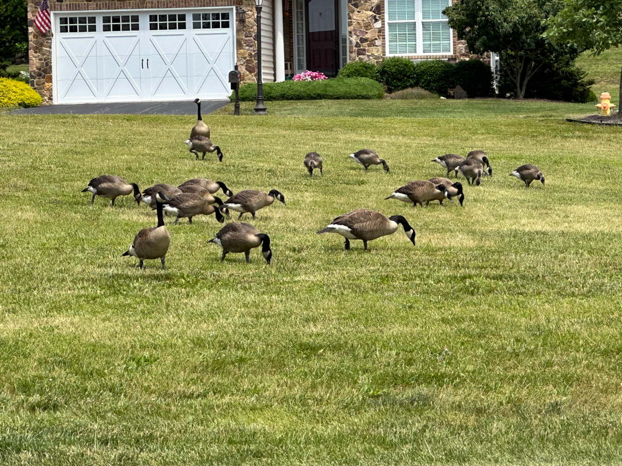 flock-of-canada-geese-feeding-on-a-residential-lawn