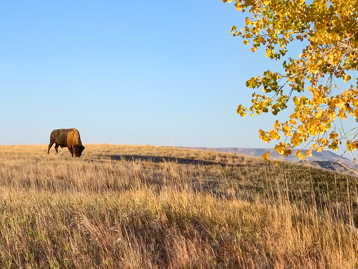 golden-prairie-with-lone-bison-autumn-western-landscape-reference