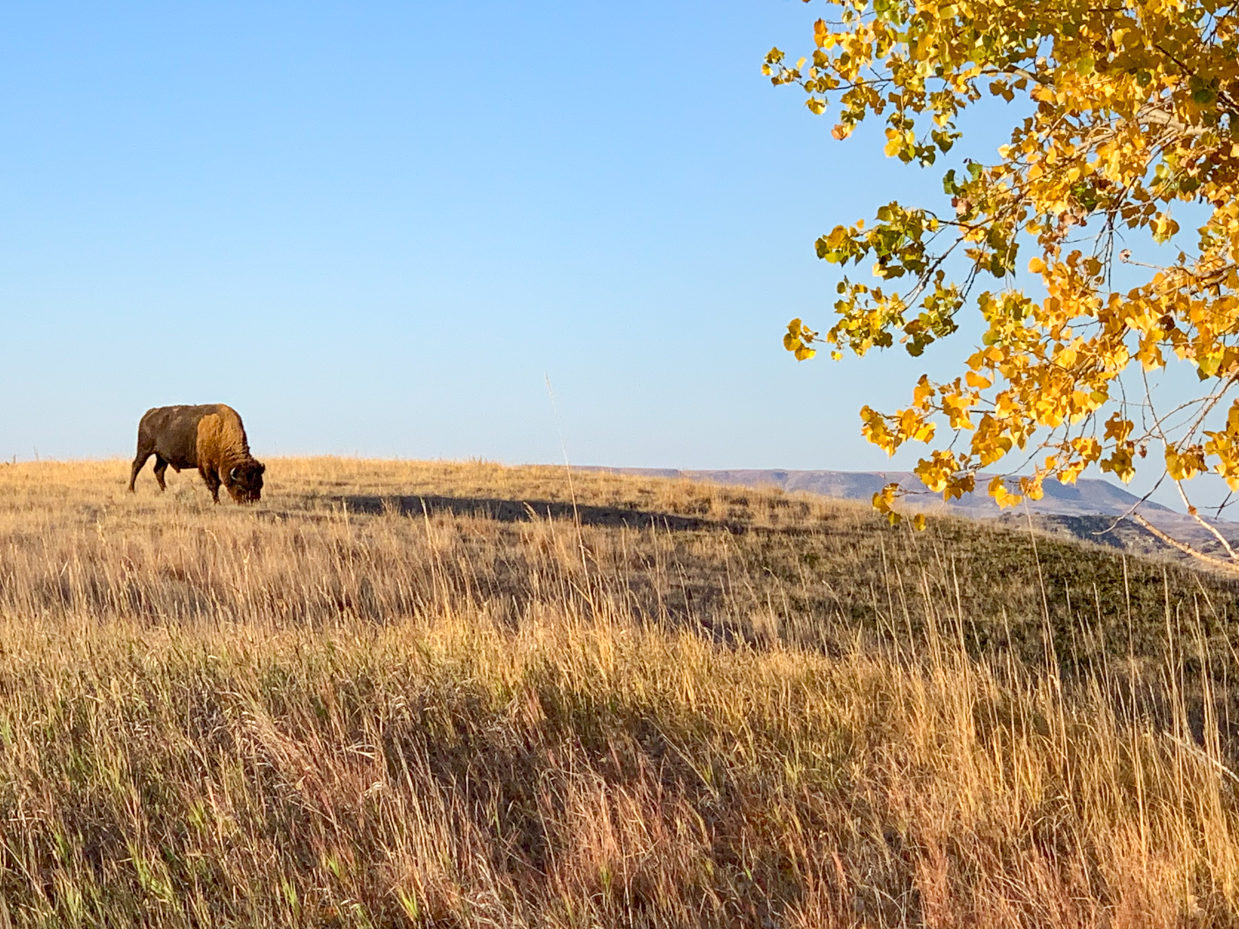 golden-prairie-with-lone-bison-western-landscape-artist-reference